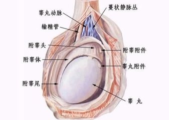 生殖感染常識(shí)