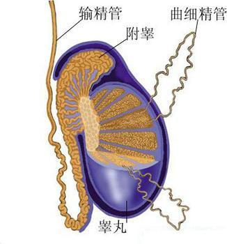 欽州男性患上睪丸炎有哪些癥狀